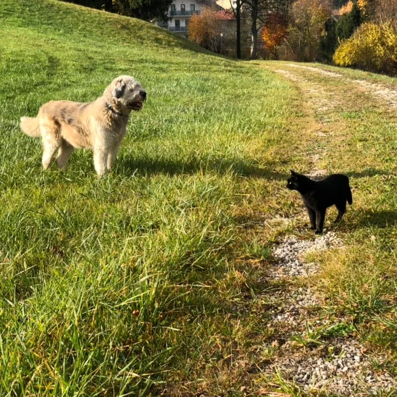 Buddy auf einem Wiesenweg im Herbst, weiter unten ein kleiner schwarzer Hund