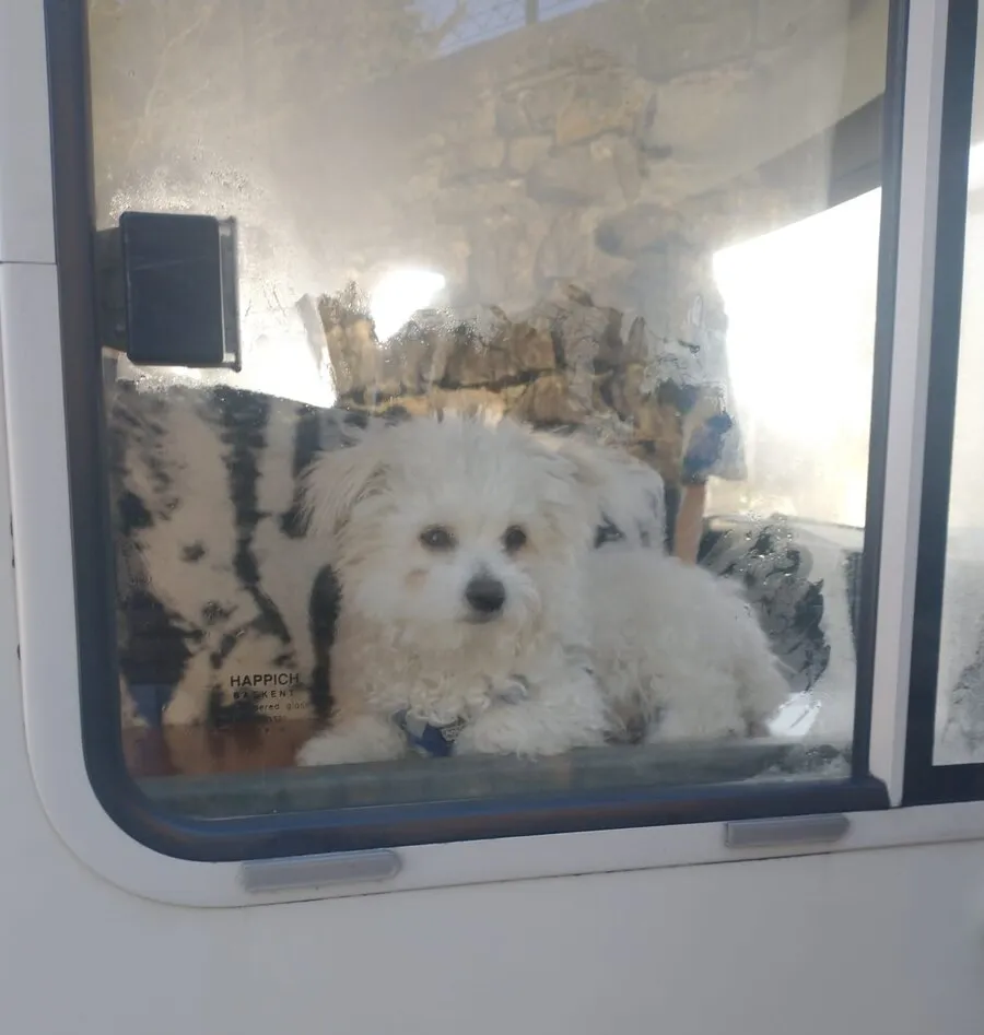 Keks schaut von innen durch das Fenster des Wohnmobils nach draußen