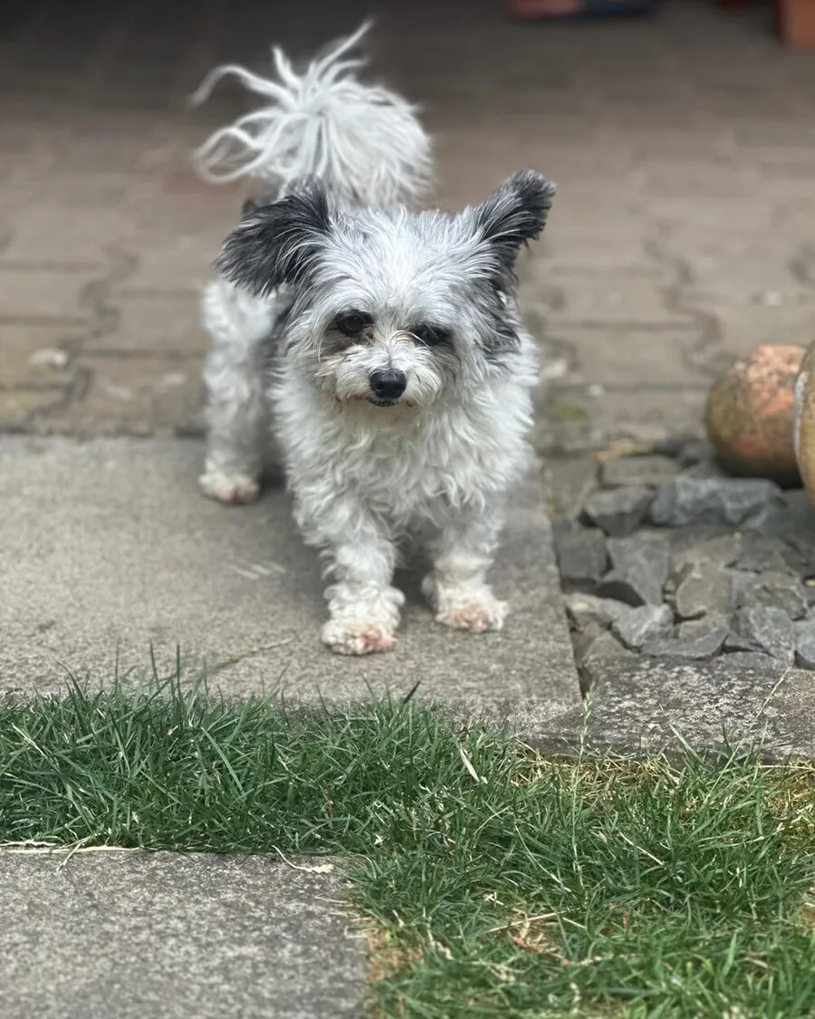 Rambo steht auf dem Gehweg, das Kopffell zu einem kleinen Schopf zusammengebunden