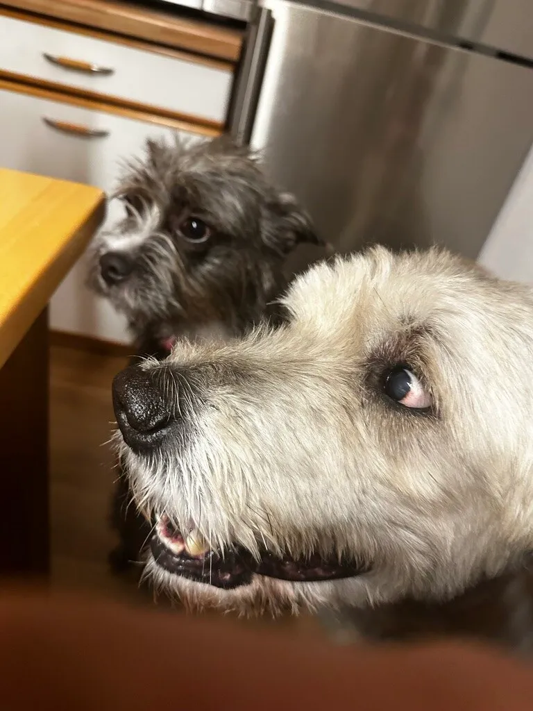 Buddy und Sally dicht nebeneinander in der Küche, beide schauen in dieselbe Richtung