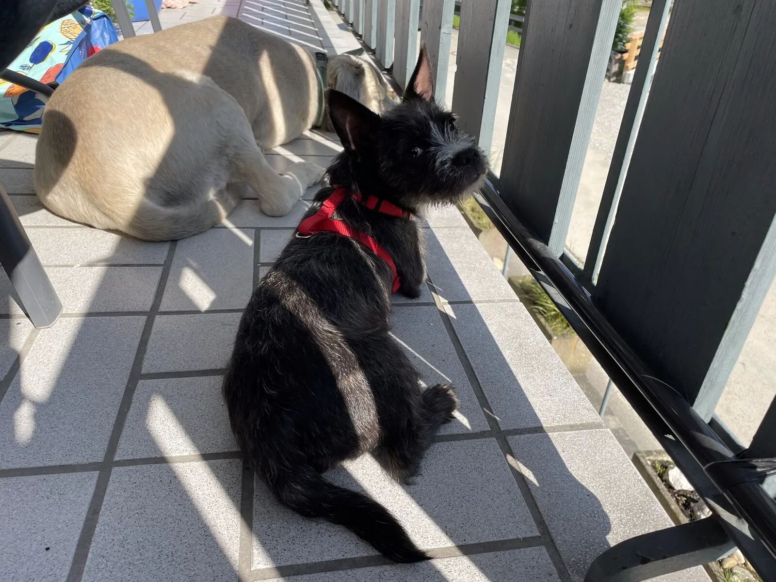 Buddy und Sally auf der sonnigen Terrasse, dicht beieinander