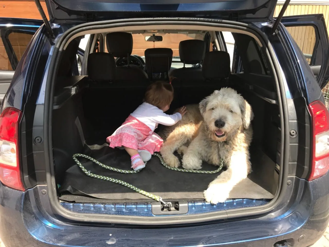 Zwei Hunde liegen im gepackten Kofferraum und warten auf die Abfahrt